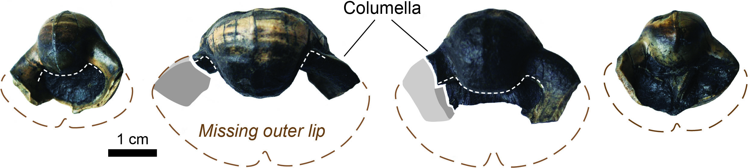 Examples of preserved columella support structures in several specimens of Bellerophon (Pharkidonotus) from eastern Kentucky, which show the outer lip of their shells extended further outward than is preserved.